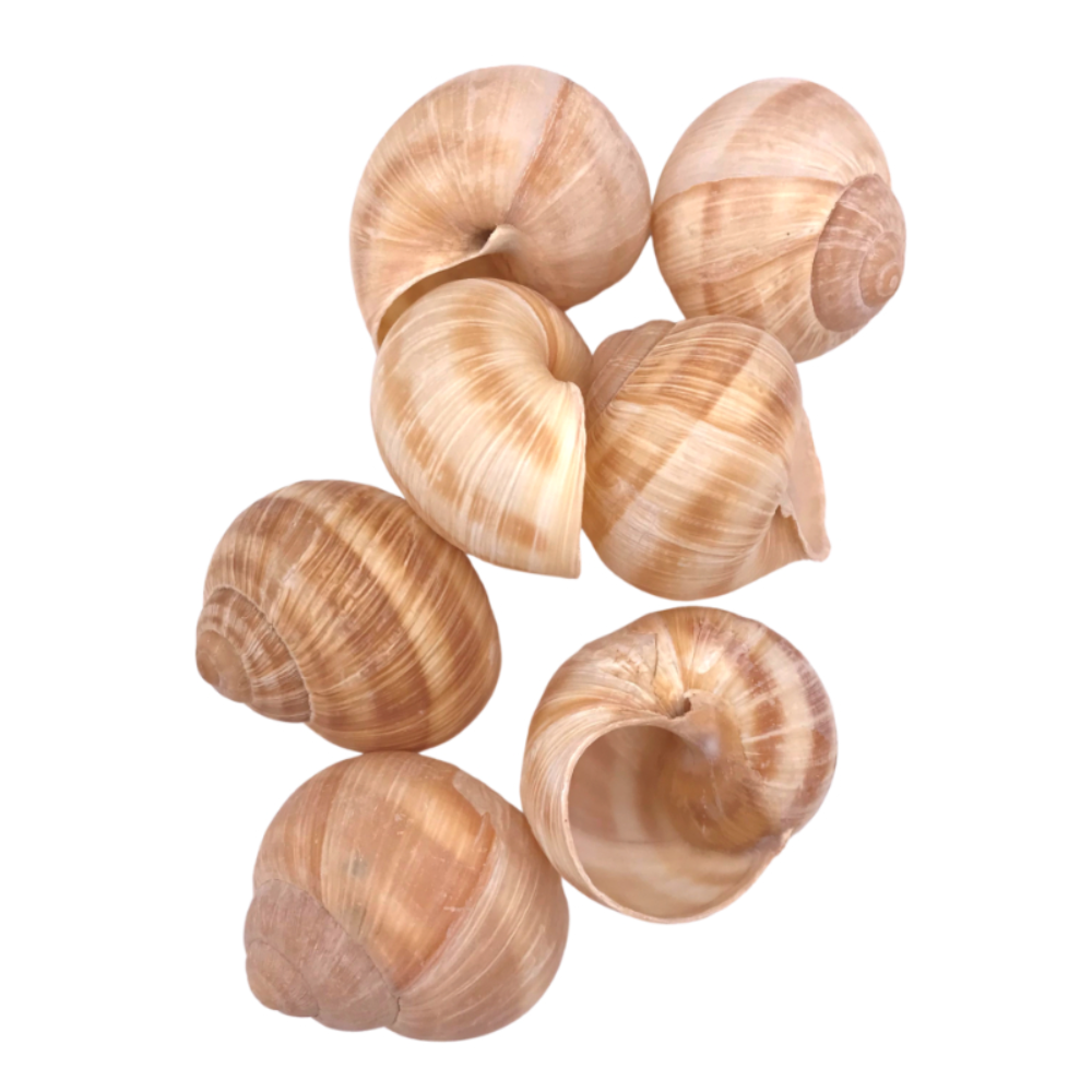 Burgundy Snail Shells for Presenting Escargot