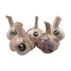 Purple Garlic x 5 Bulbs