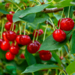 Favols French Morello Cherry Jam 375g