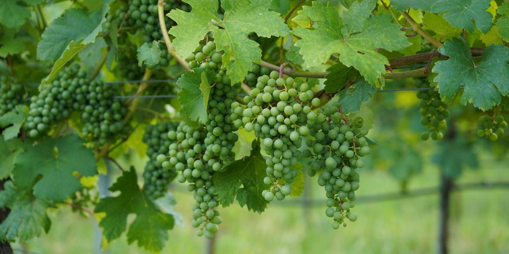 Have you tried drinking Verjus?